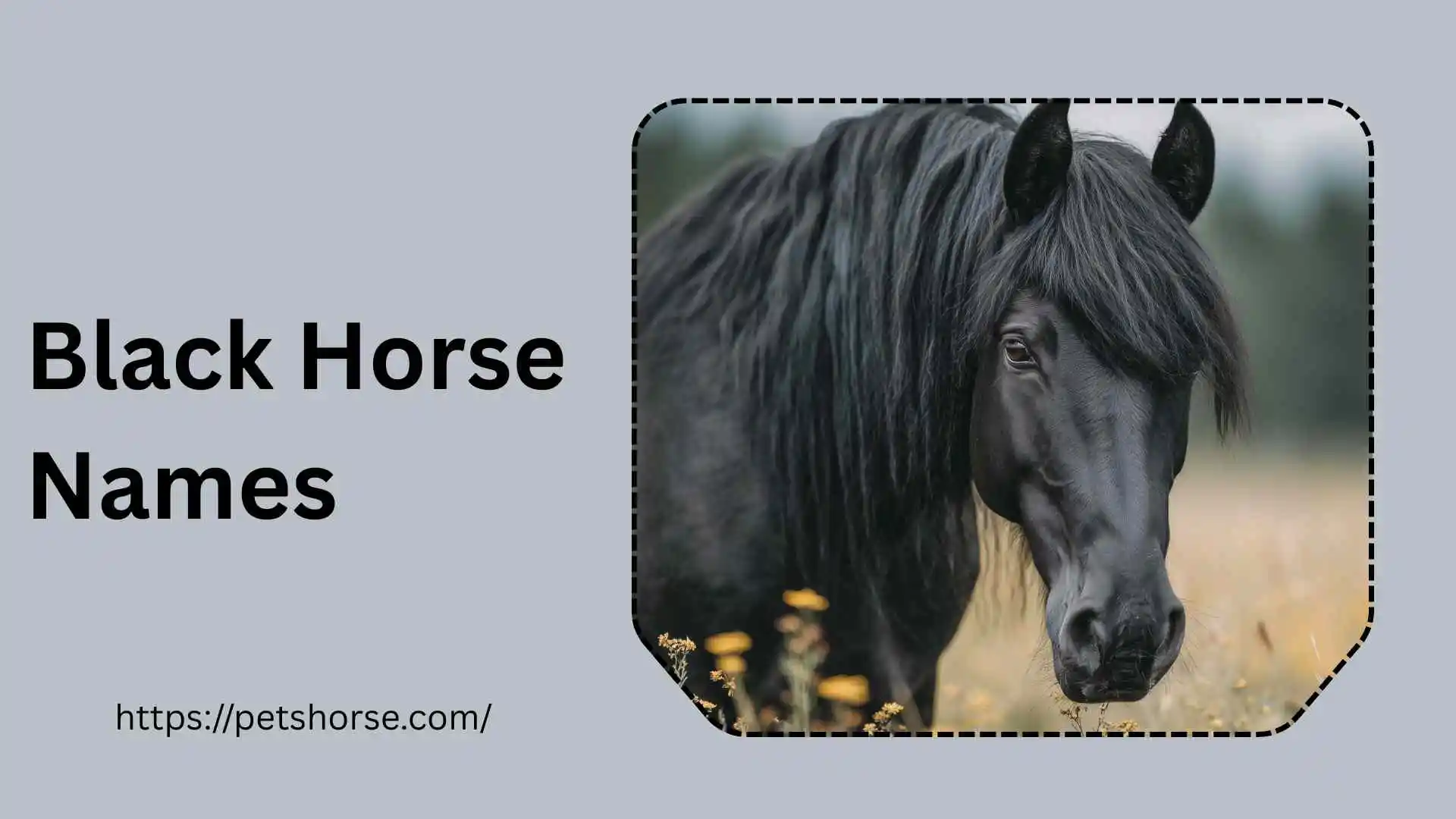 Black horse Names