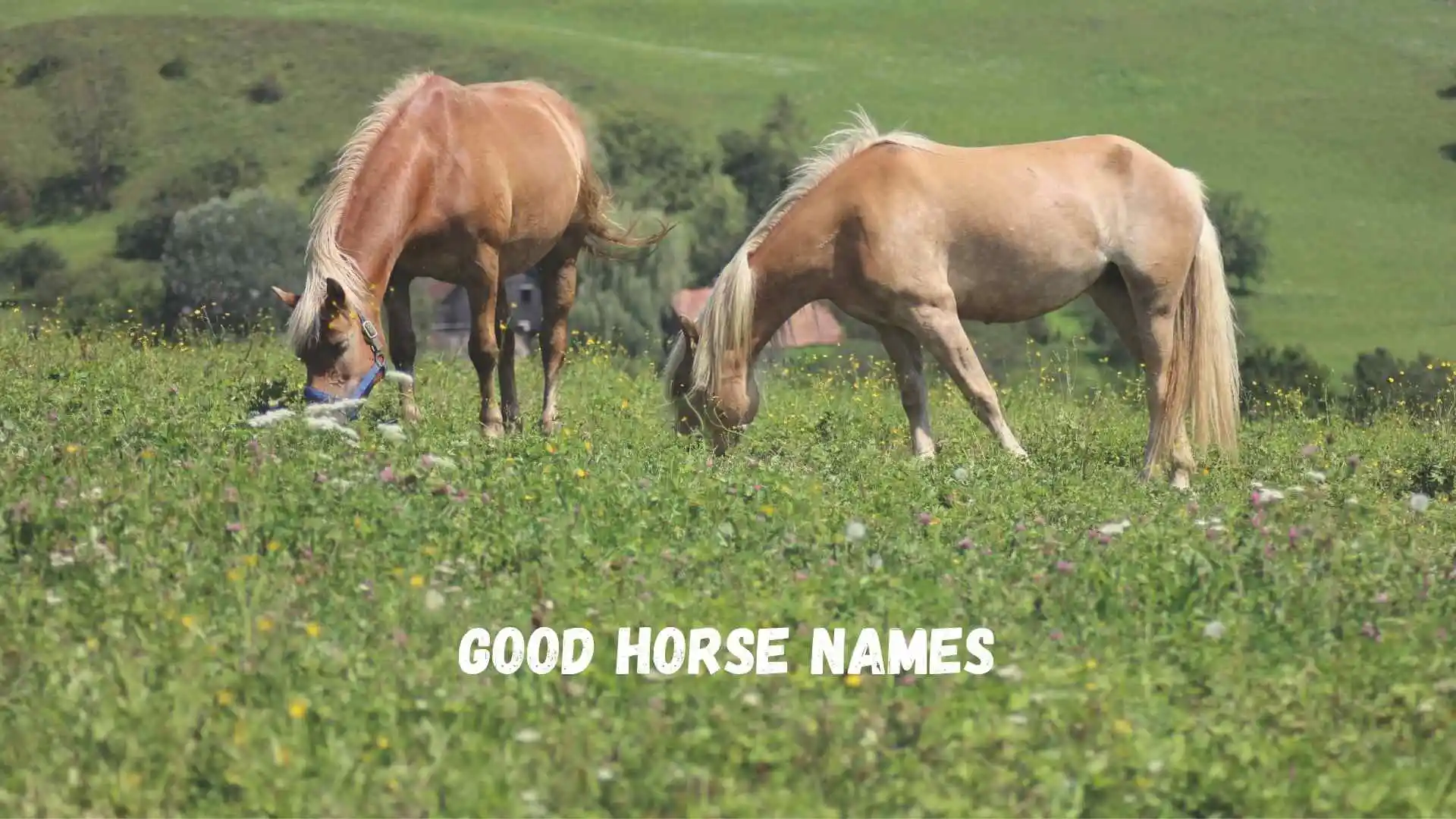 Good horse Names