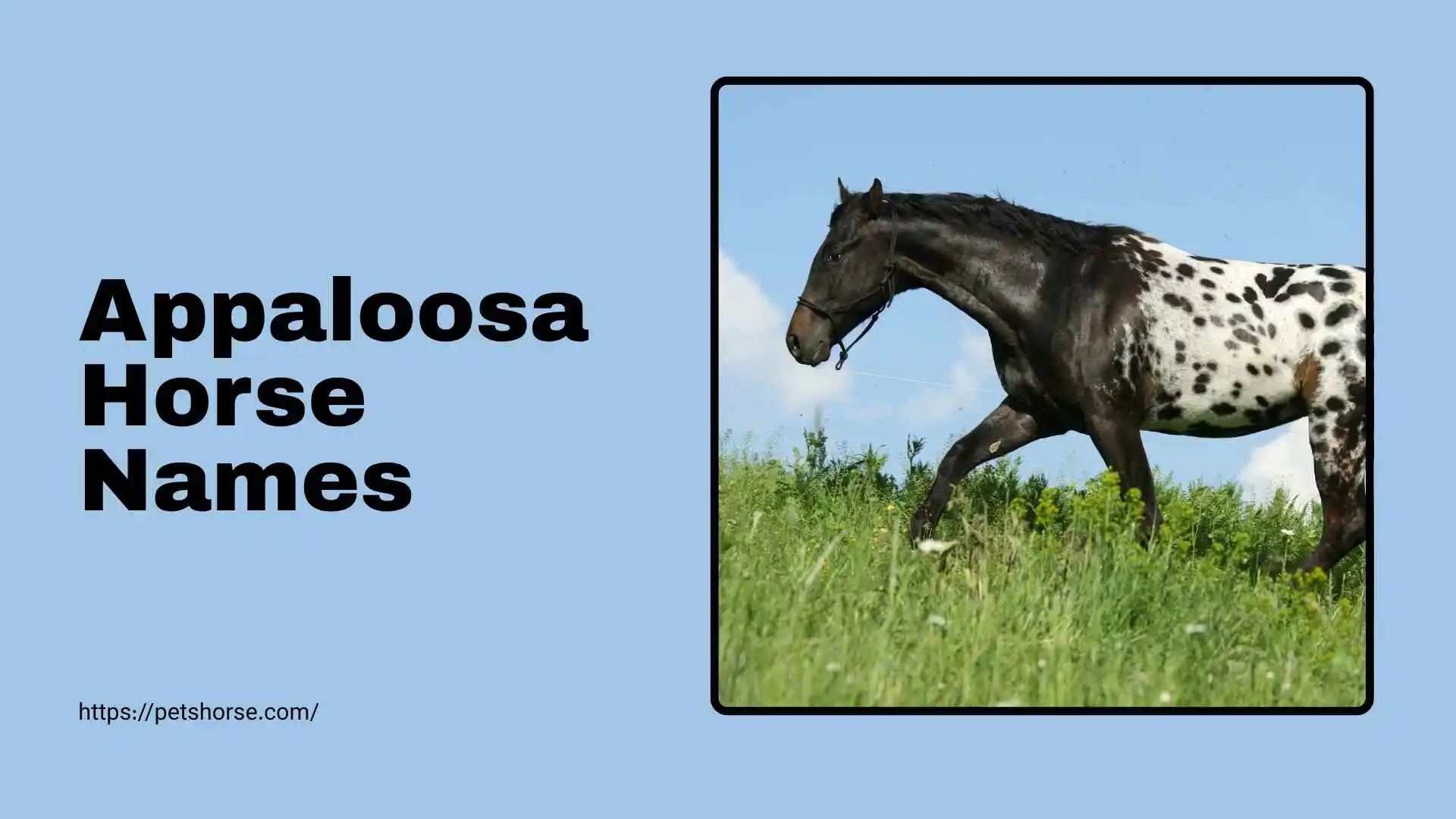 appaloosa horse names