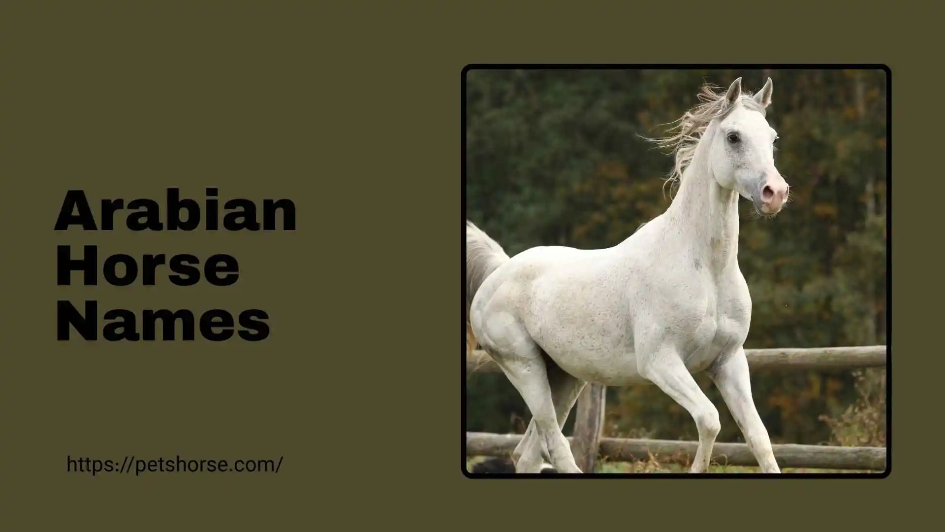 arabian horse names