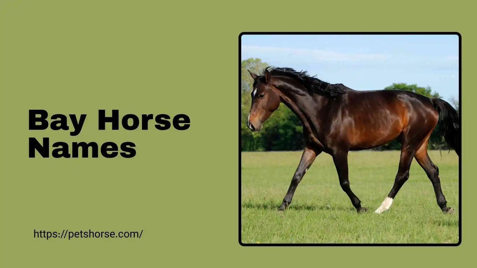 bay horse names