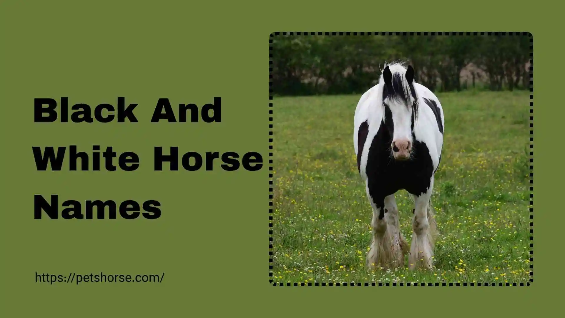 black and white horse names