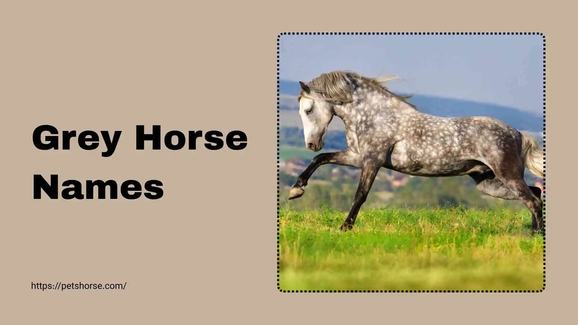 Grey horse Names