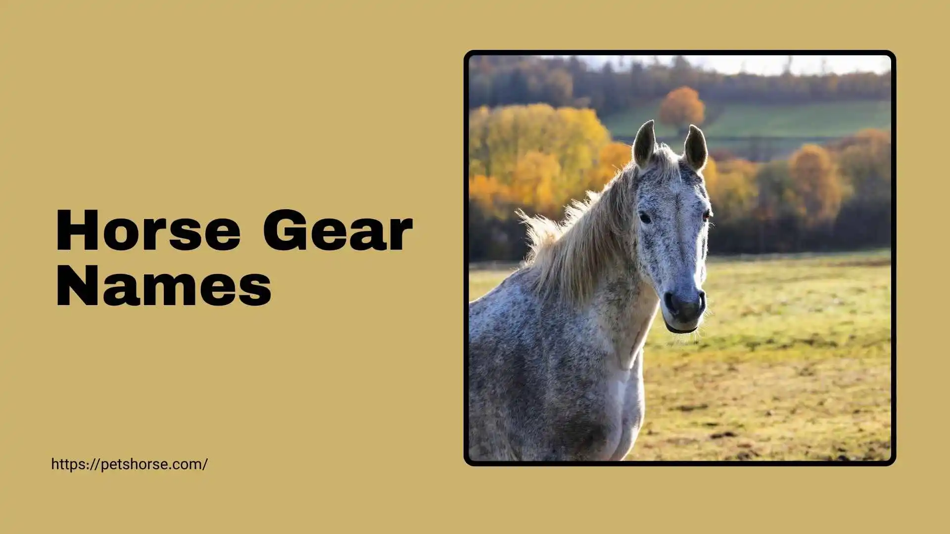 horse gear names
