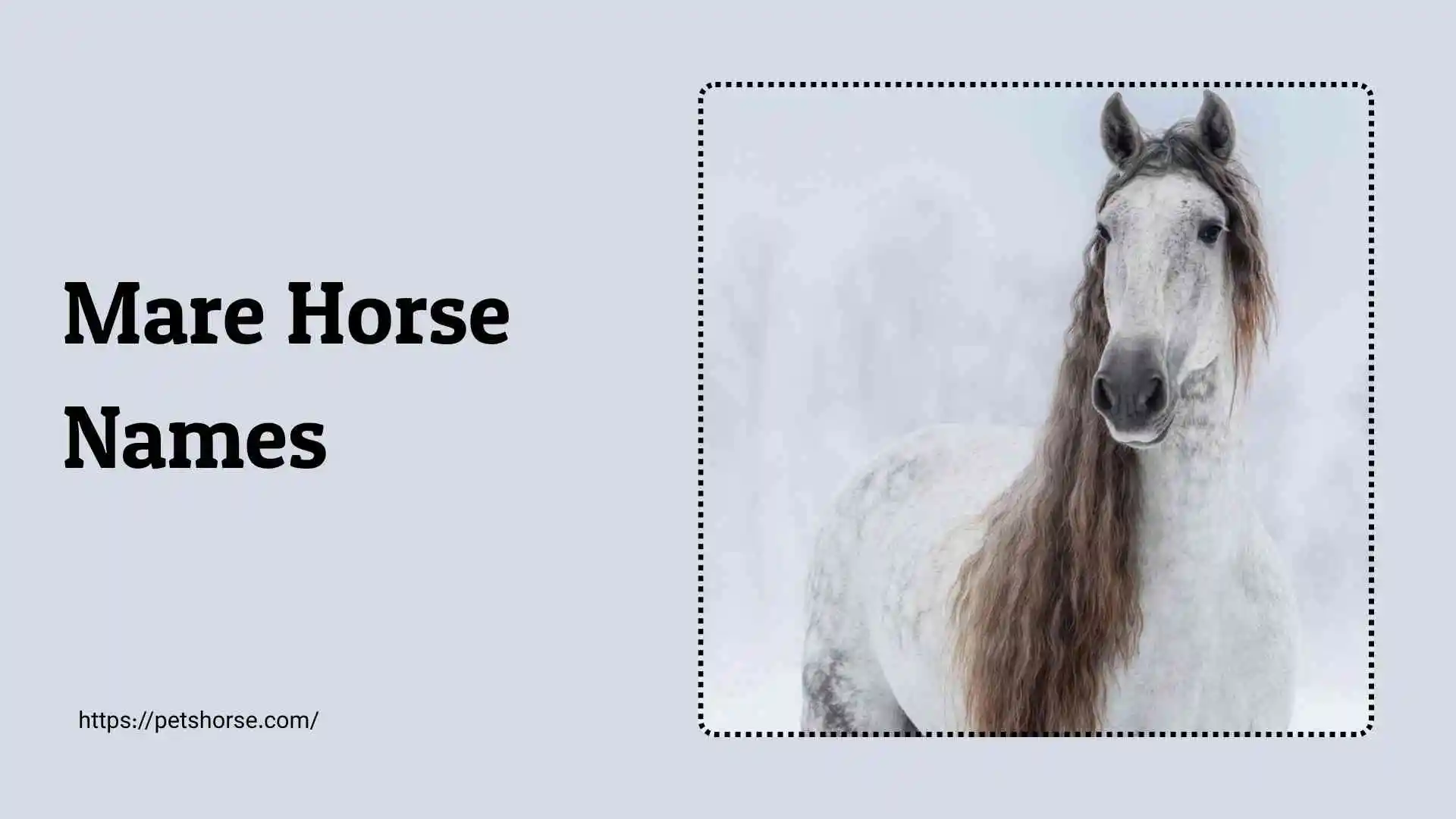 Mare horse Names