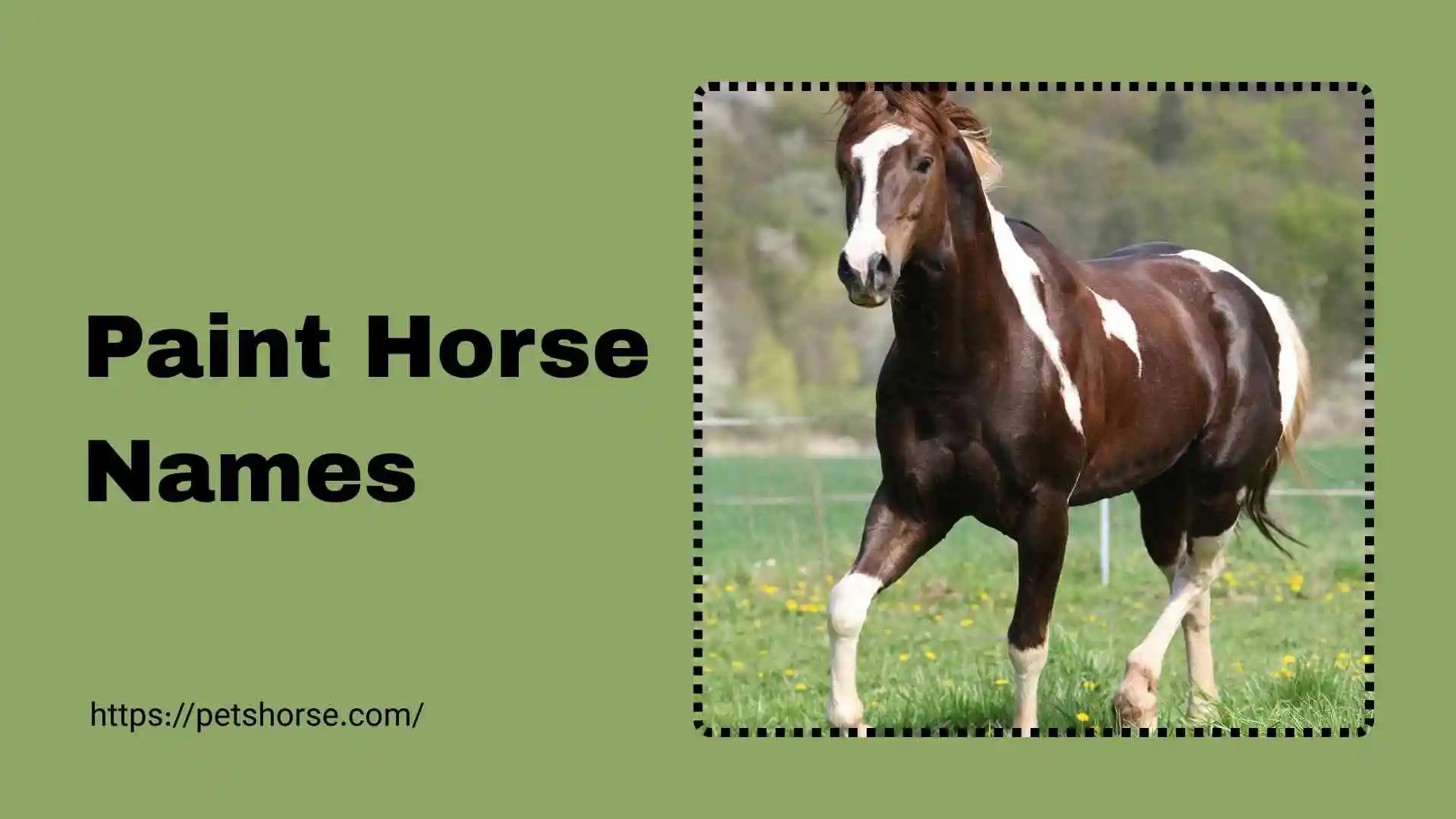 paint horse names