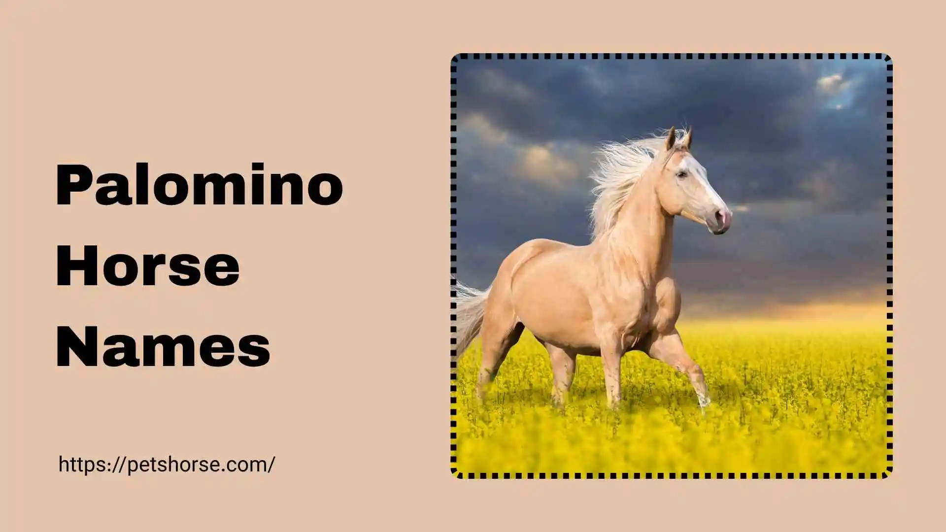 palomino horse names