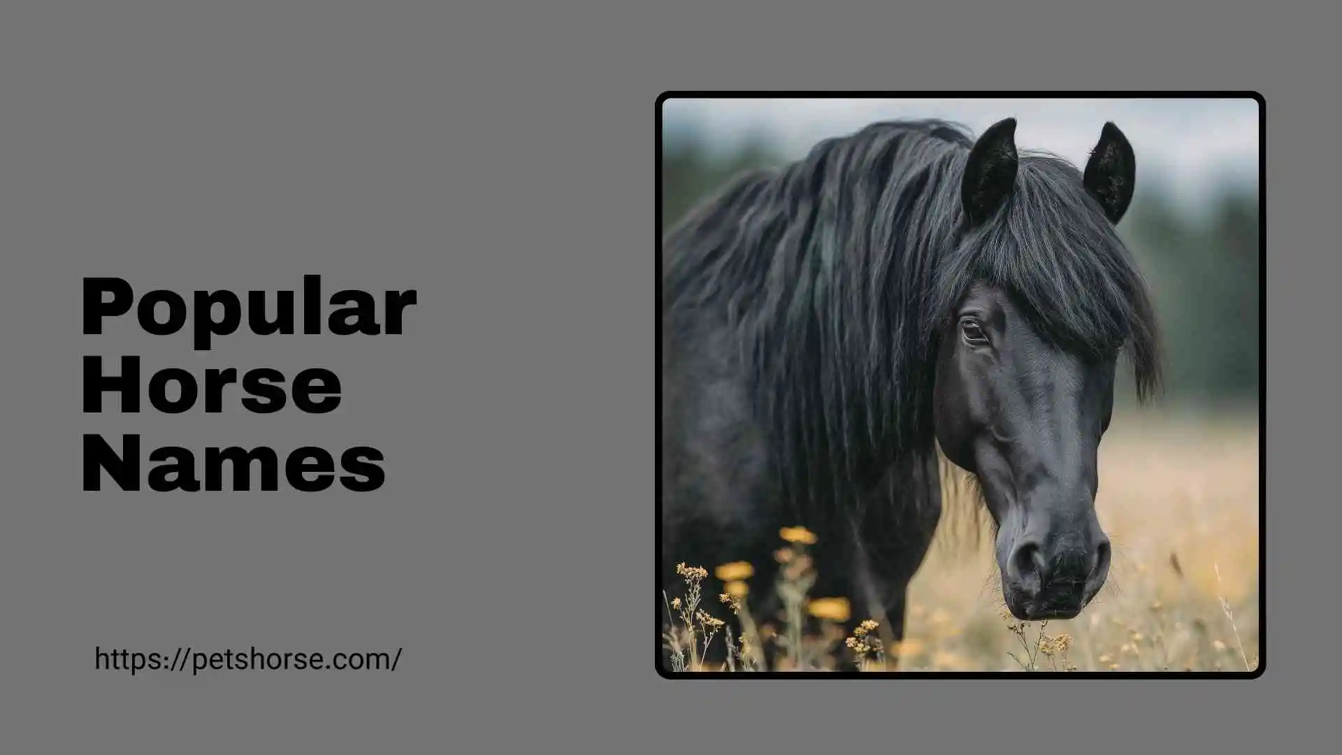 popular horse names