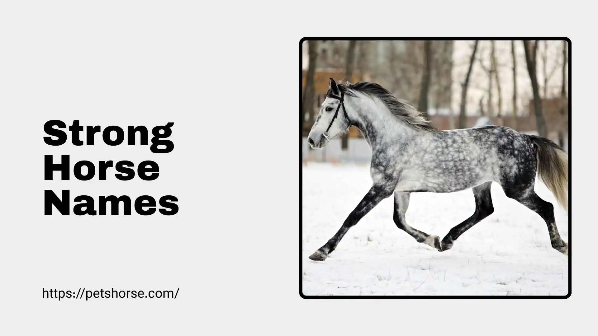 strong horse names