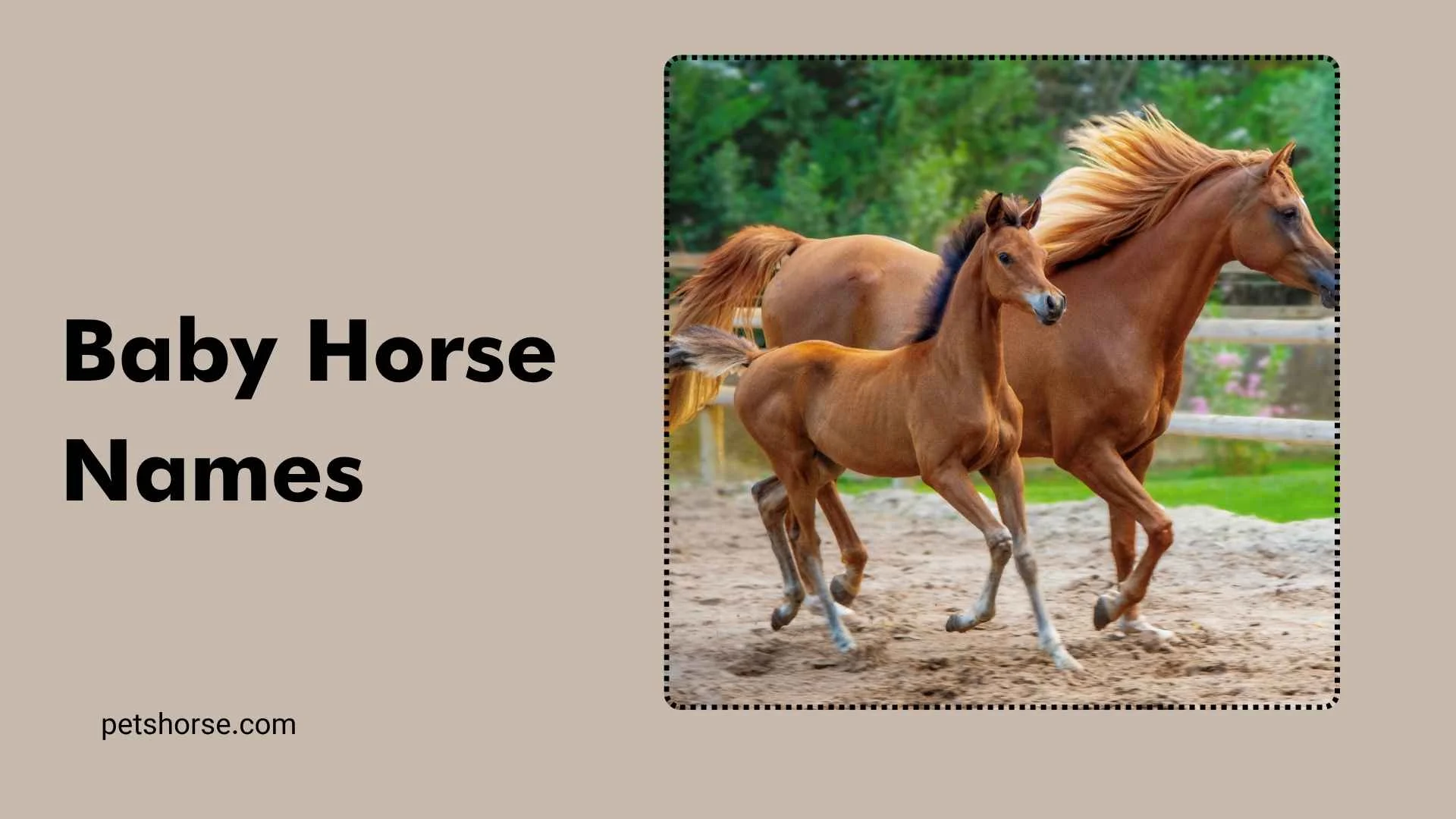 baby horse names