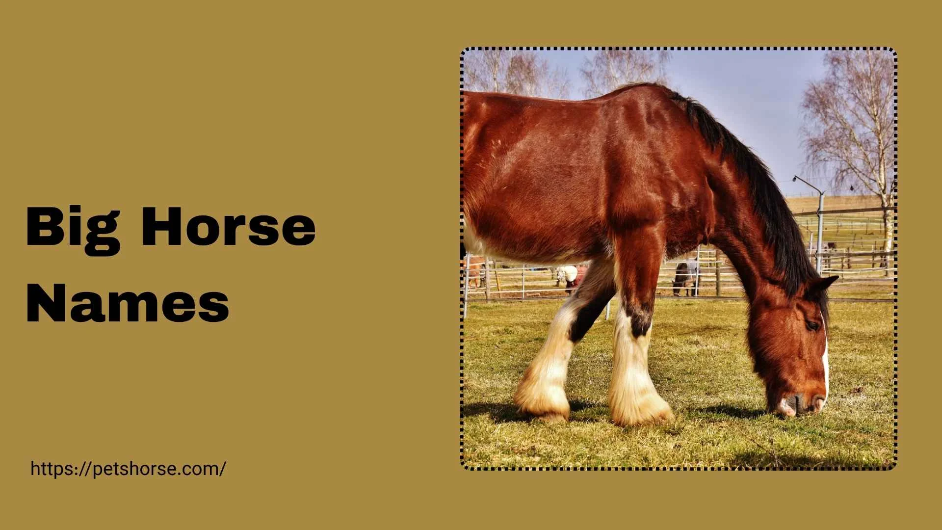 big horse names