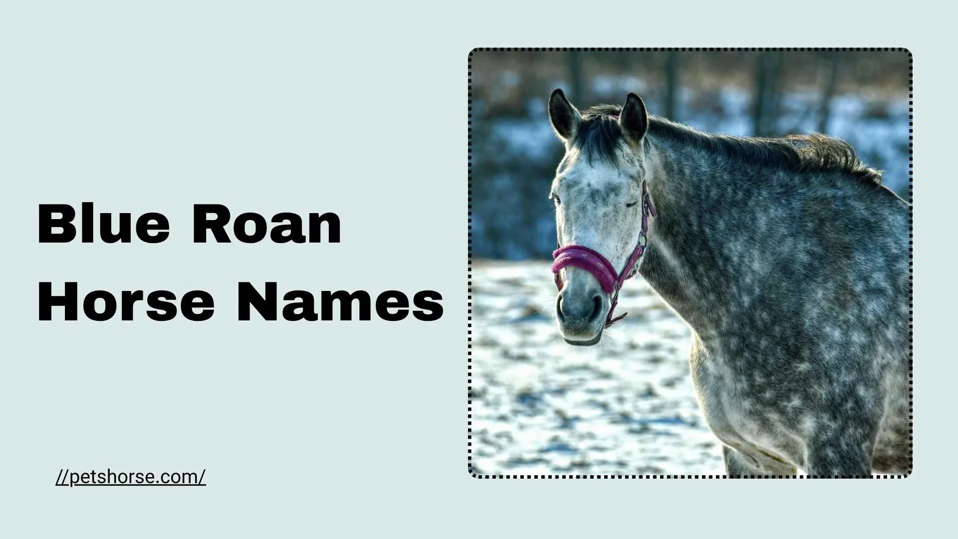 blue roan horse names