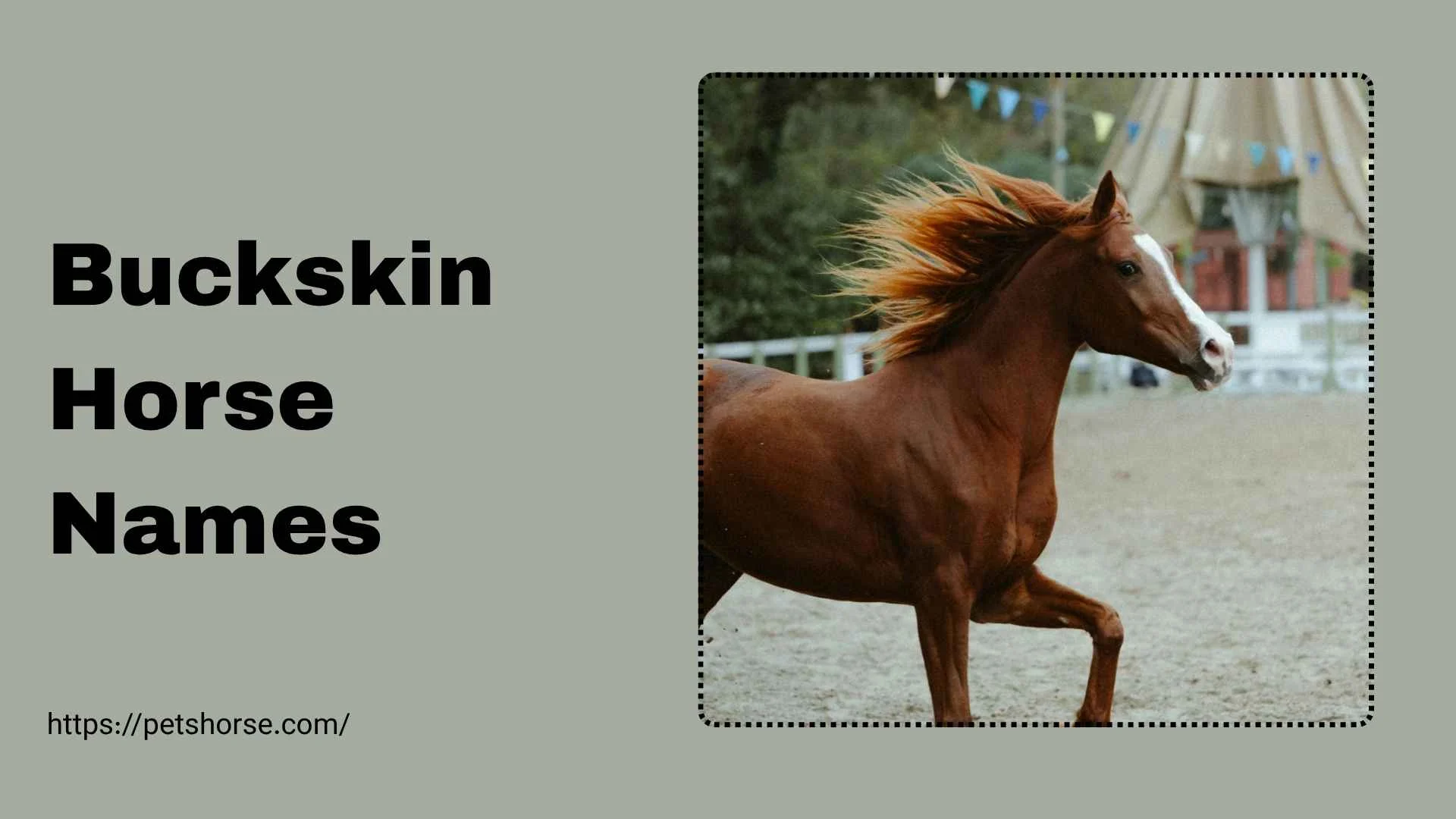 buckskin horse names