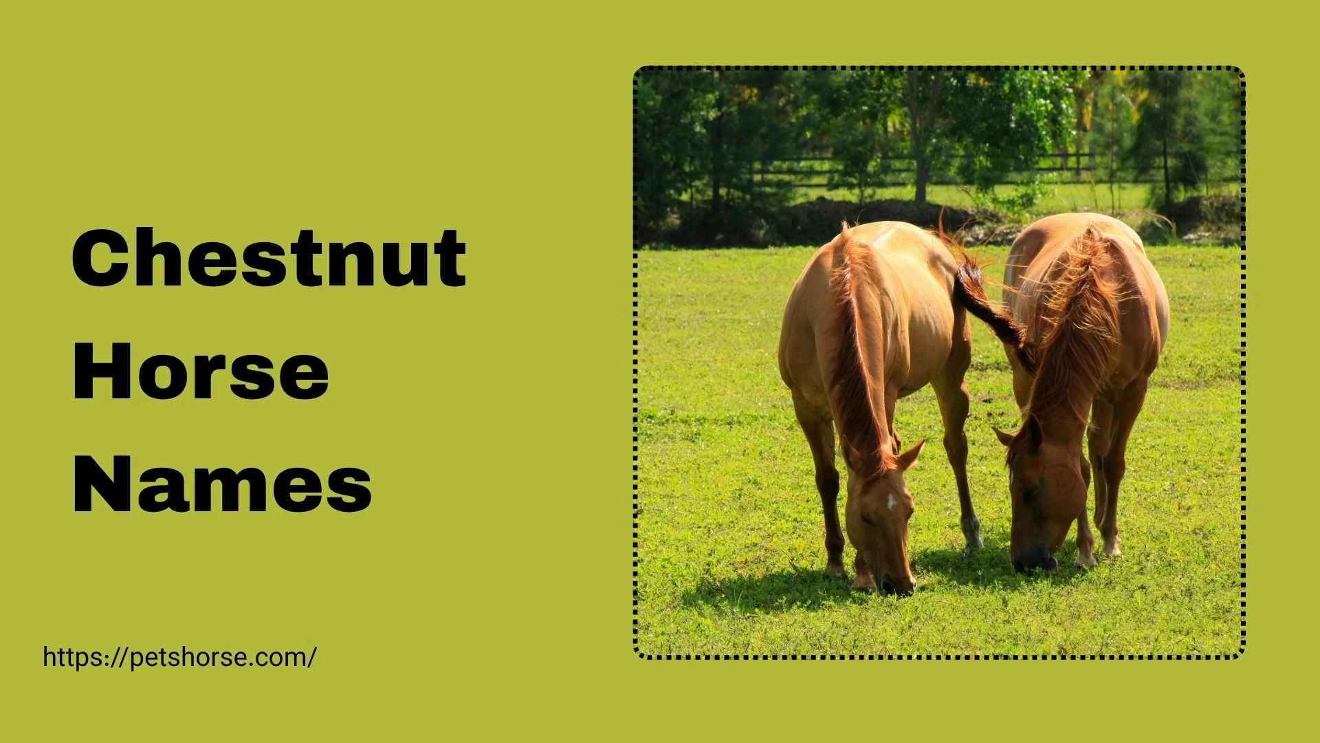 chestnut horse names