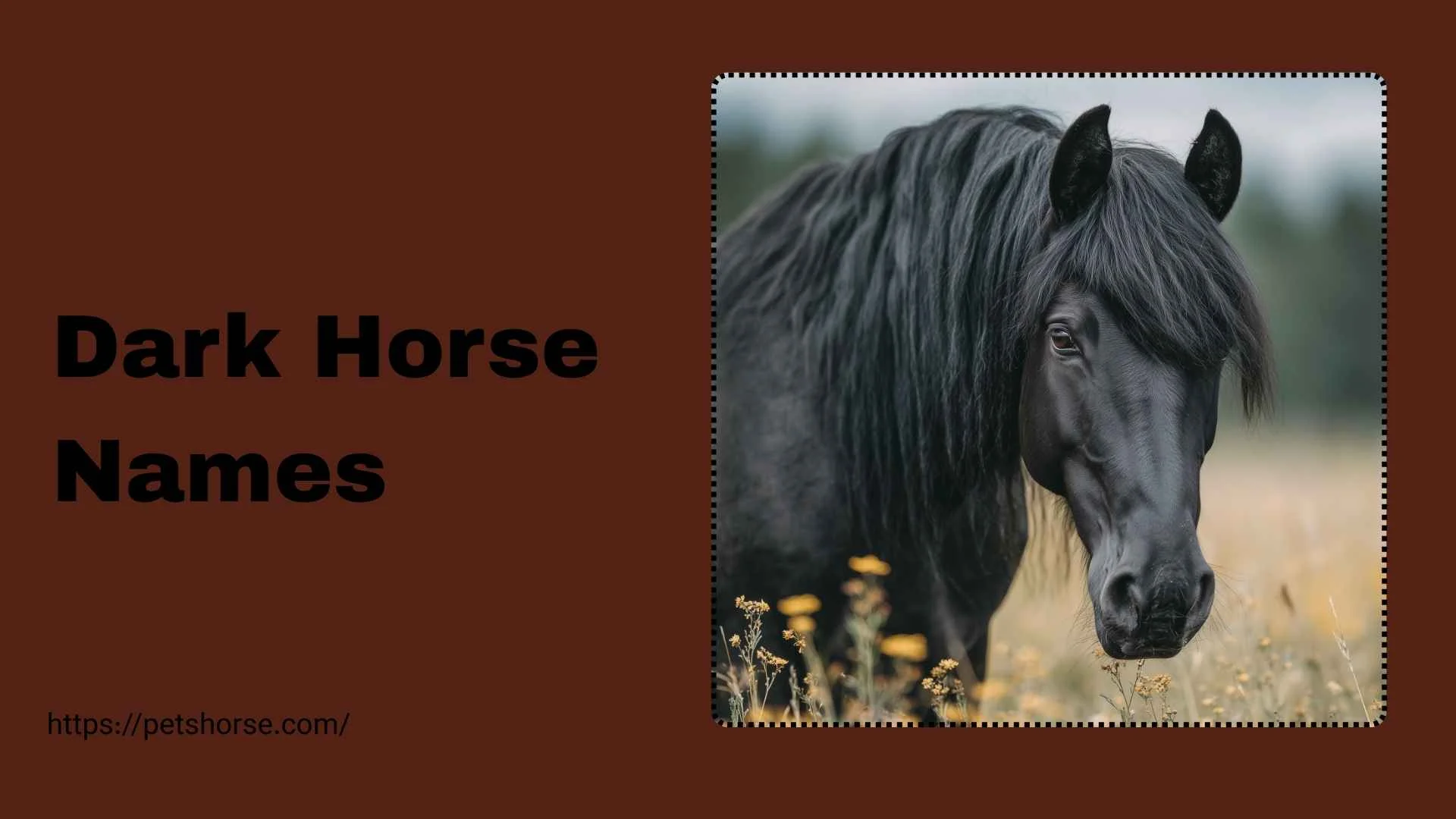 dark horse names
