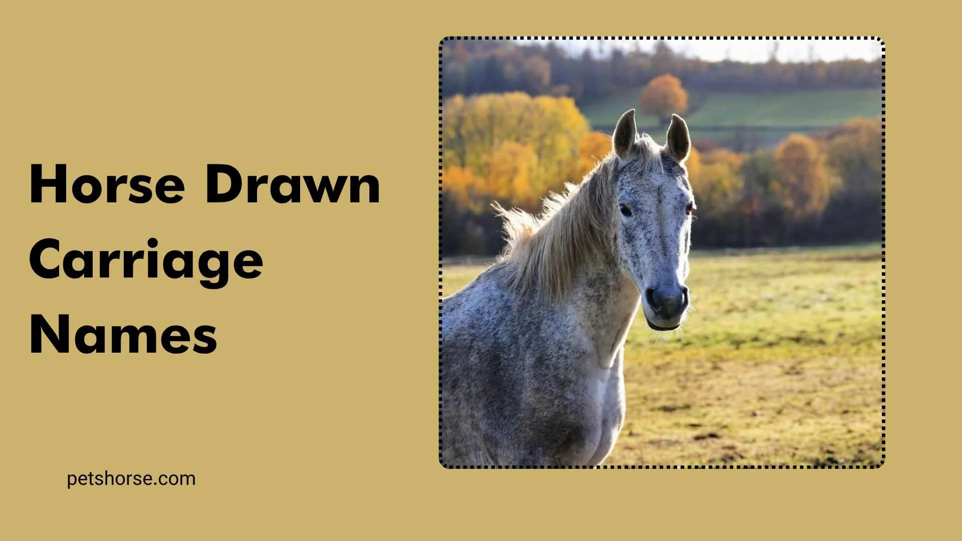 Horse drawn carriage names