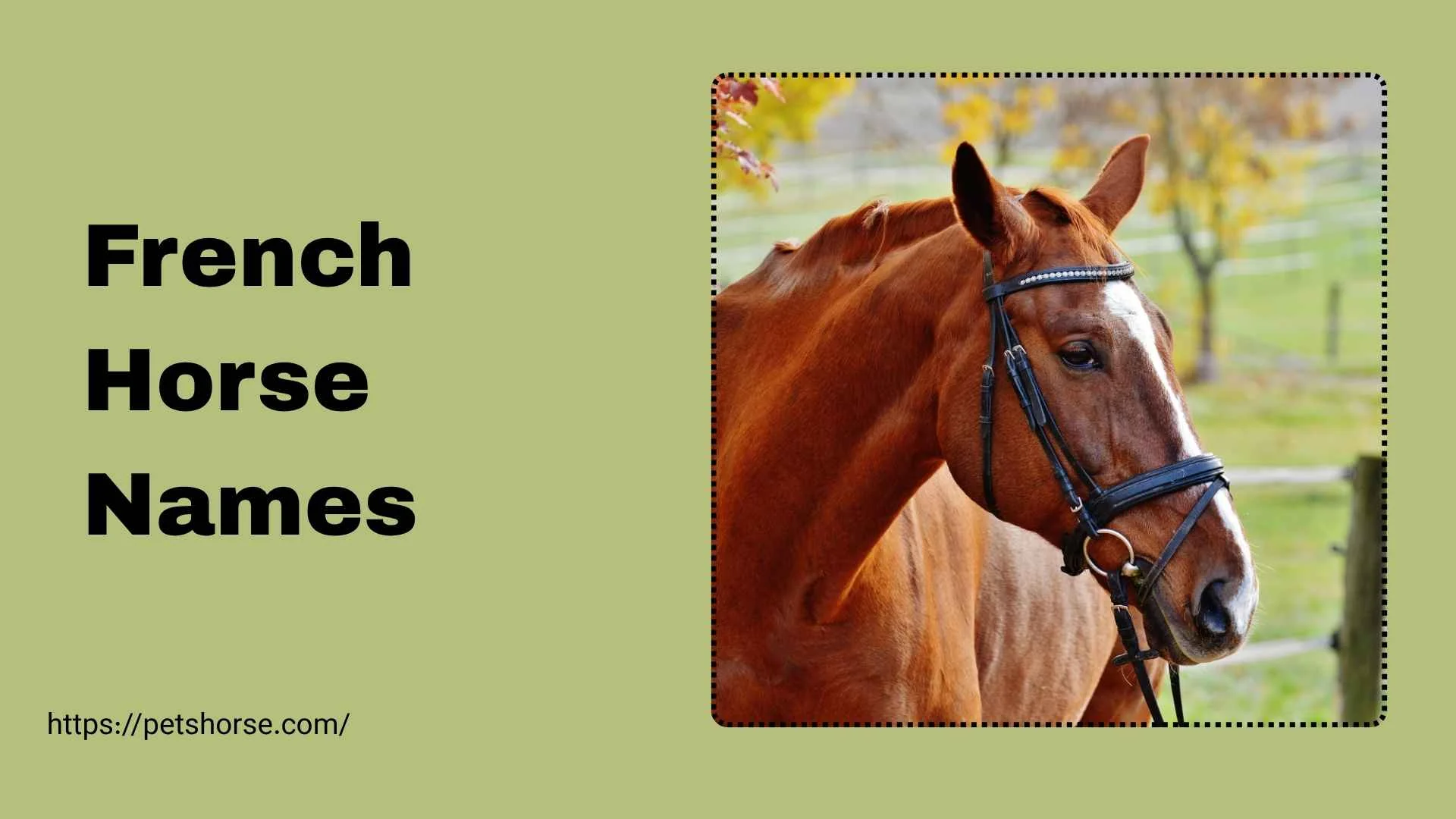 french horse names
