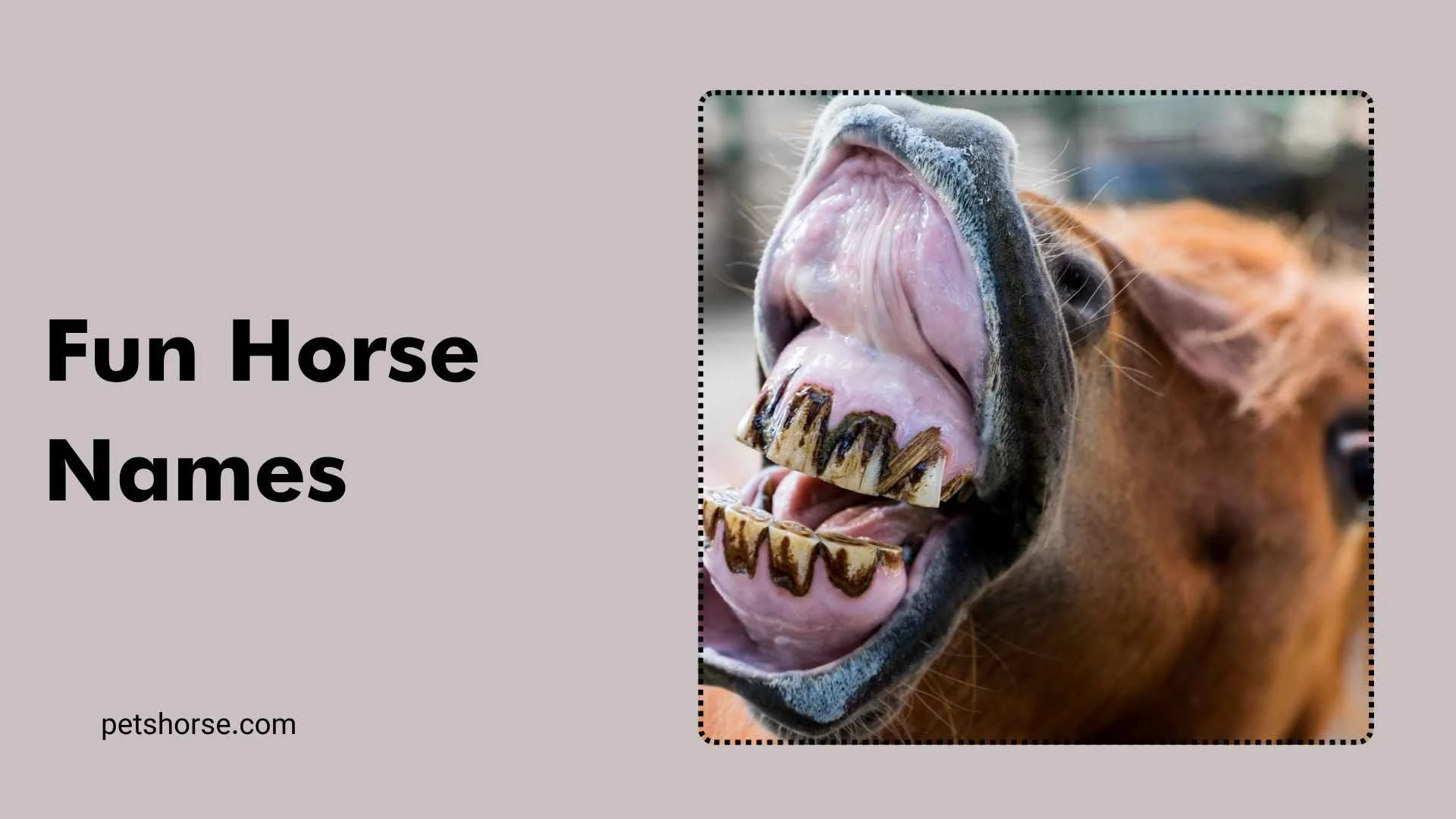 fun horse names