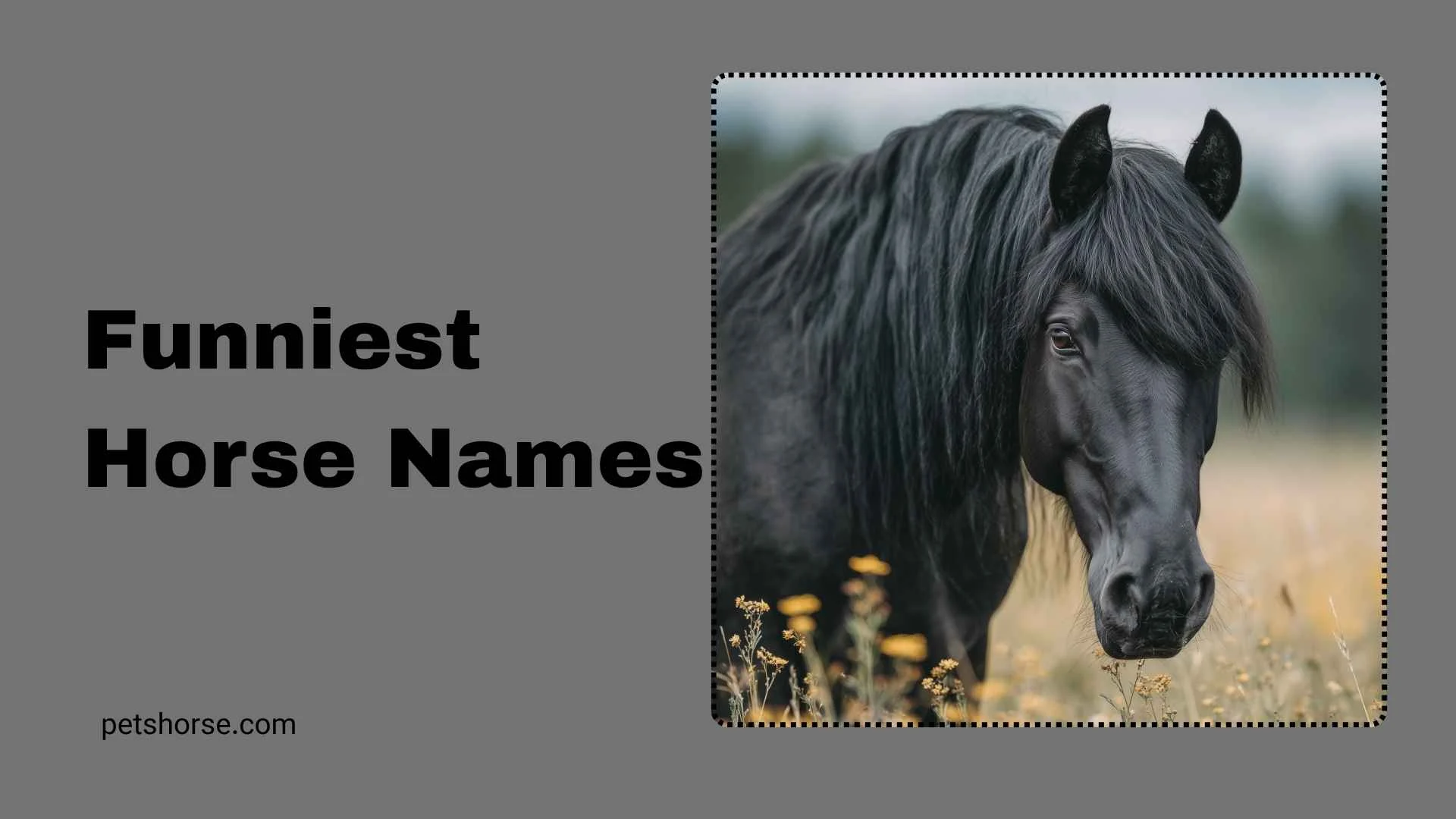 funniest horse names