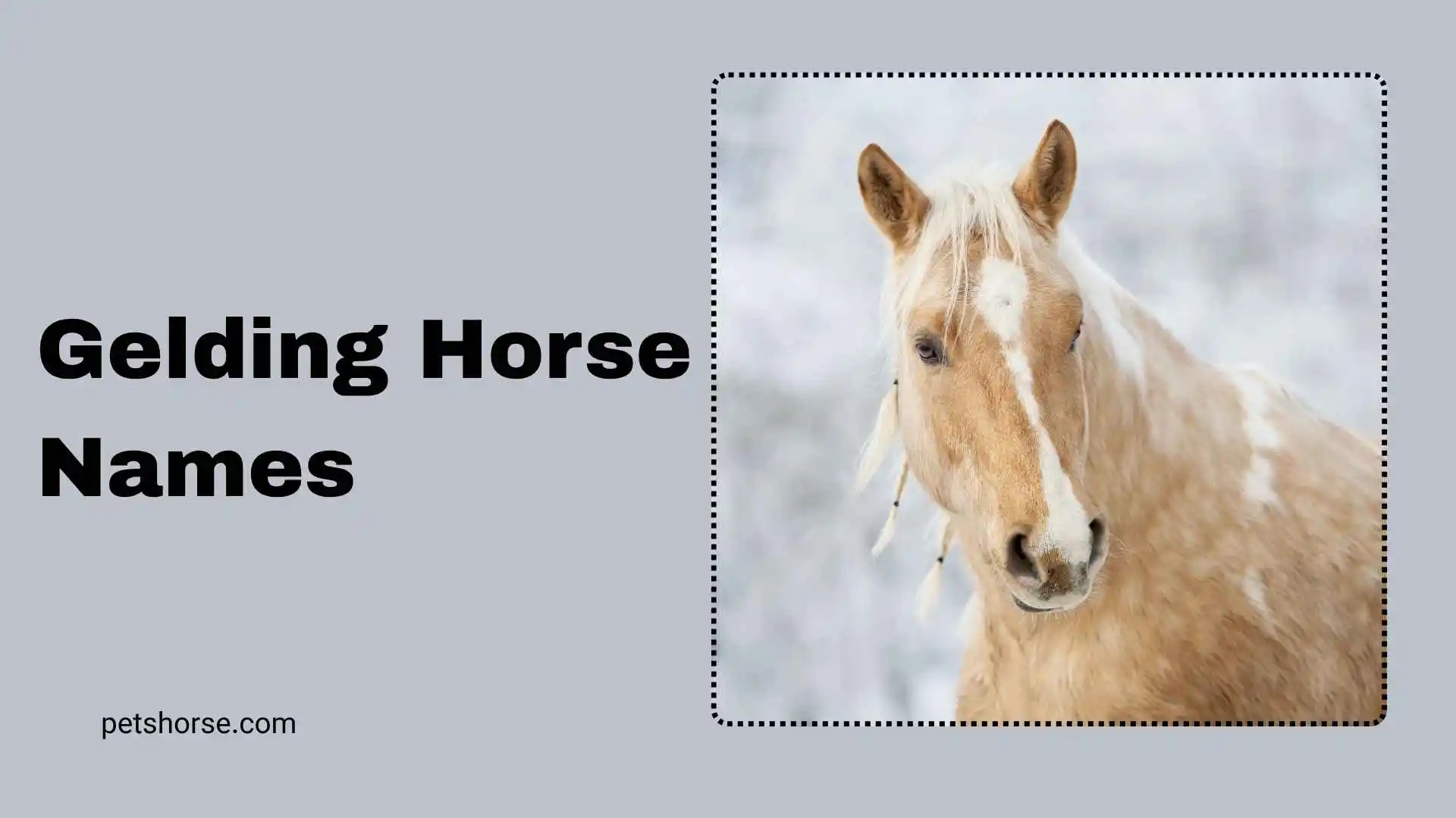 gelding horse names