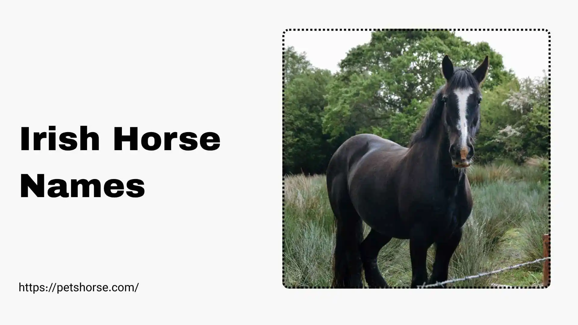 irish horse names