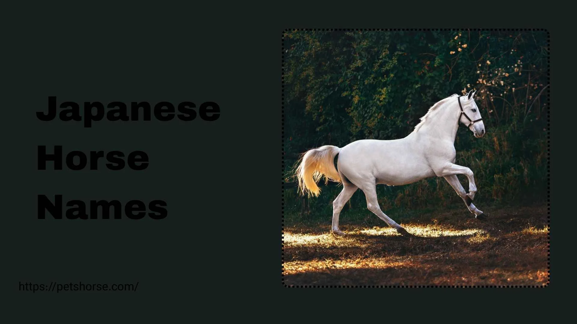 japanese horse names