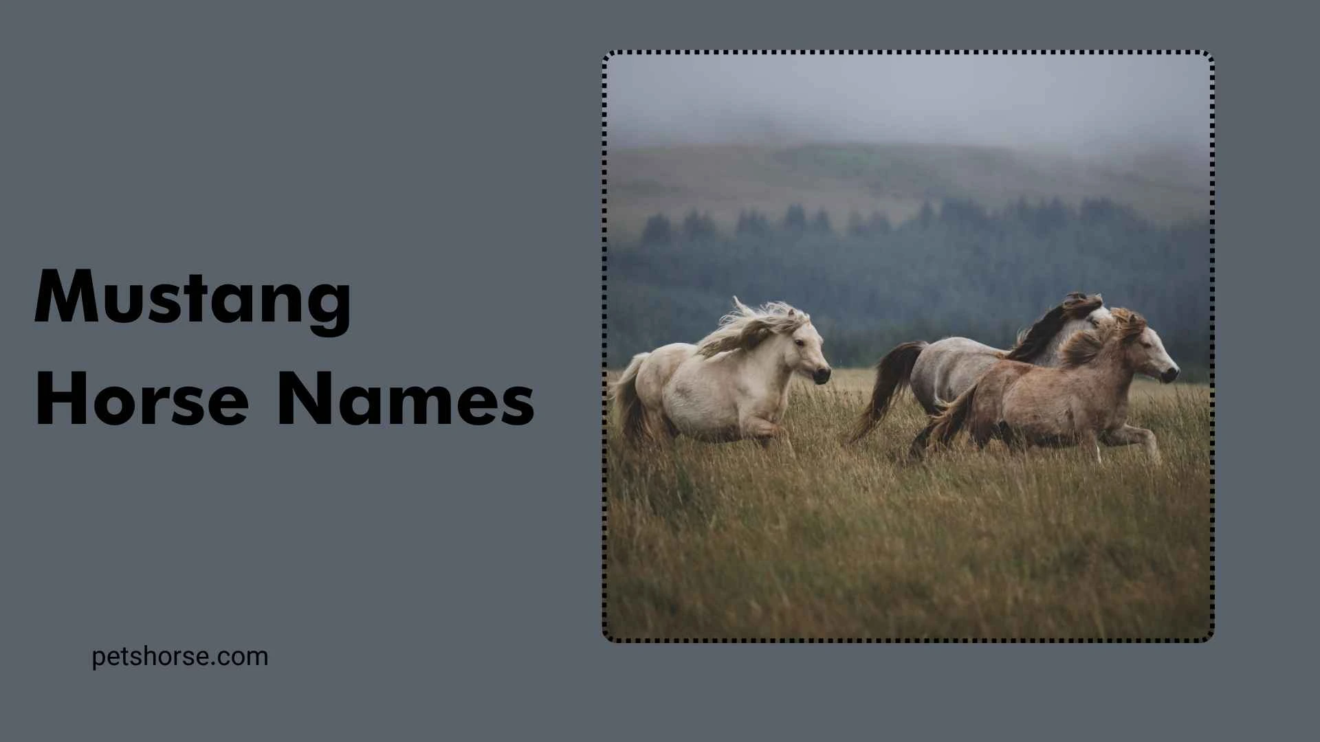 mustang horse names