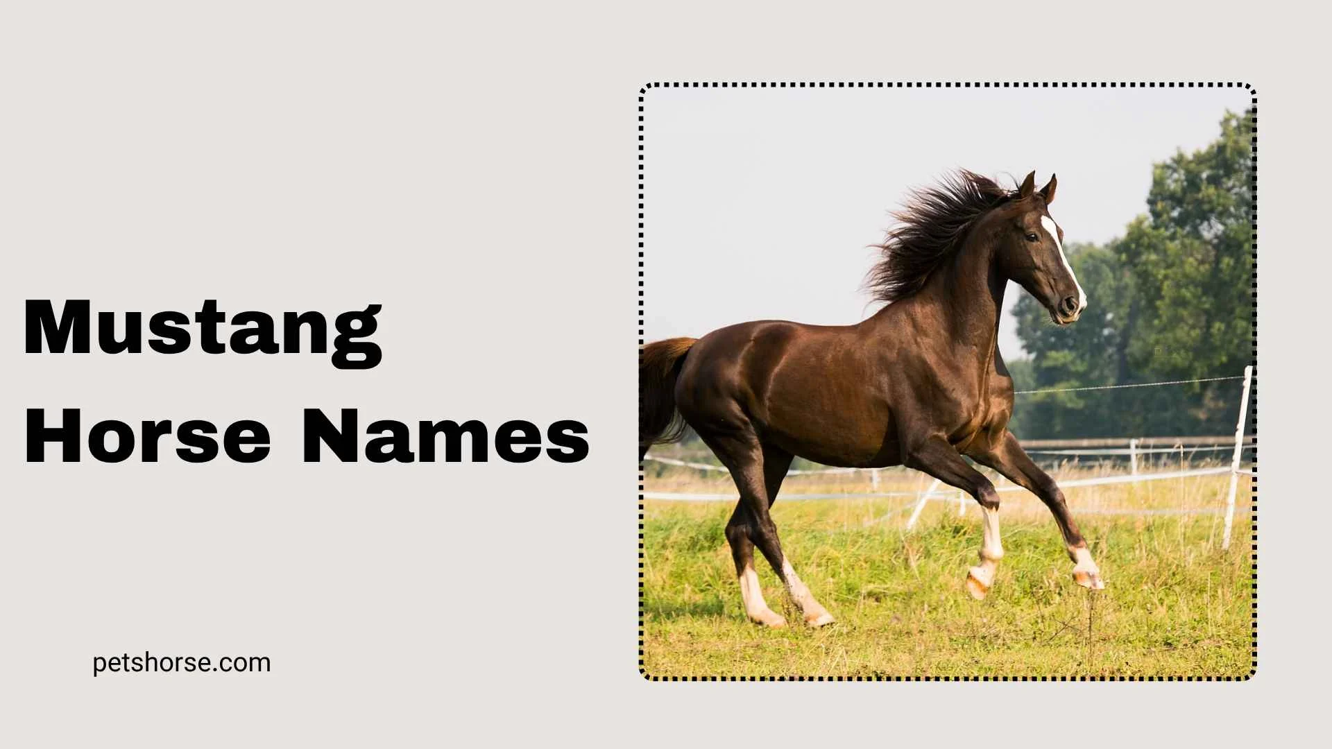 mustang horse names