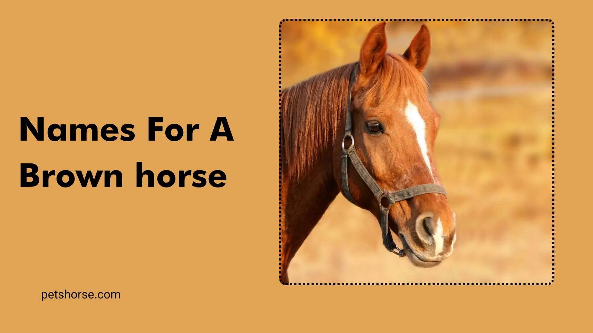 names for a brown horse