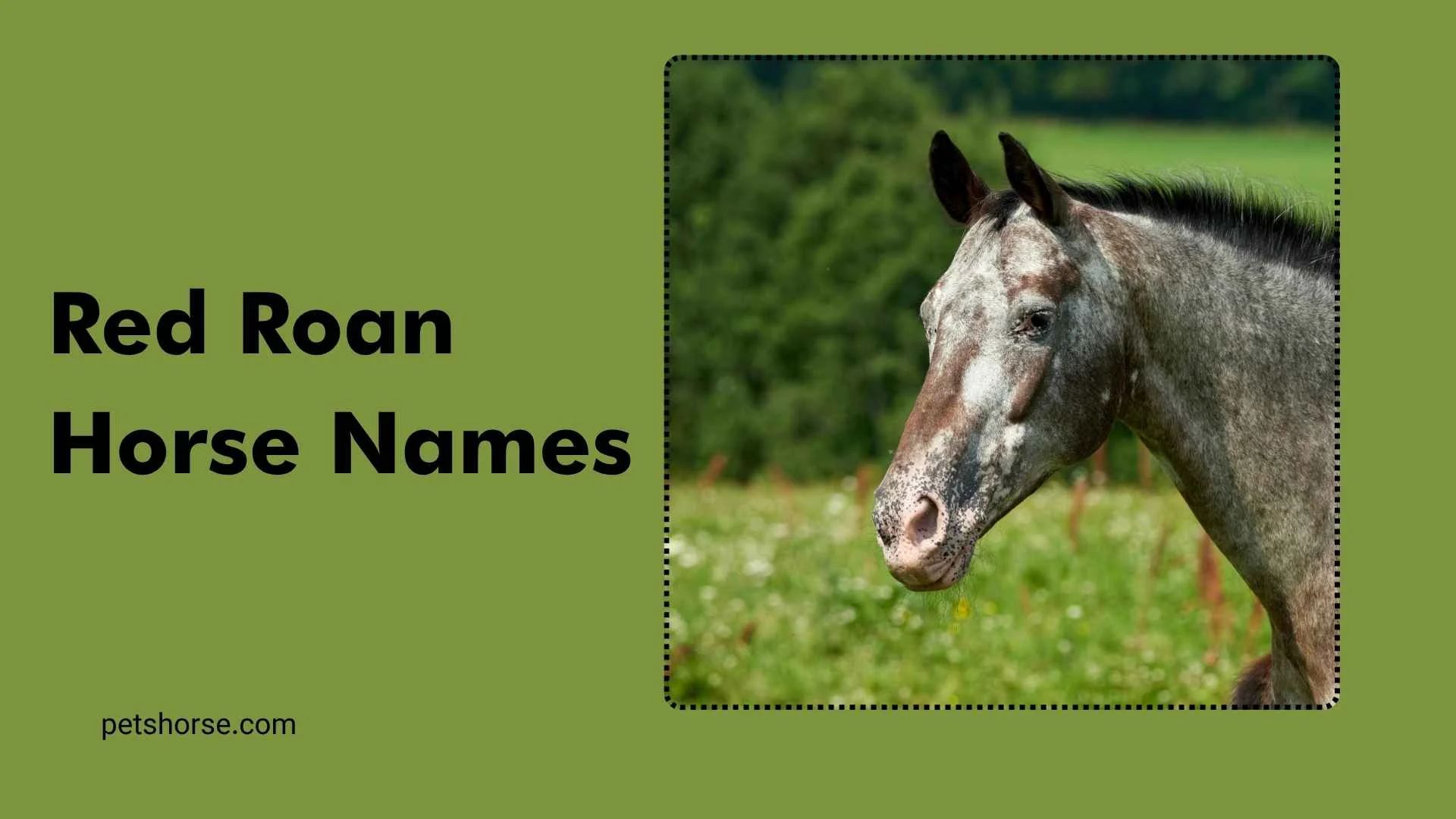 red roan horse names