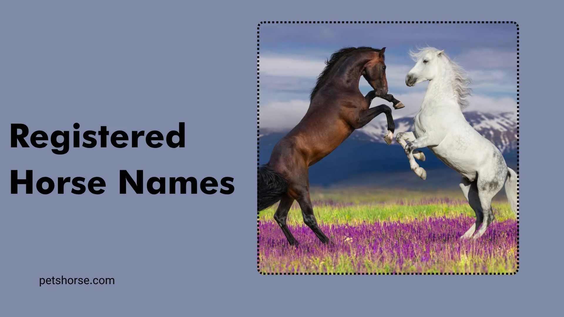 registered horse names
