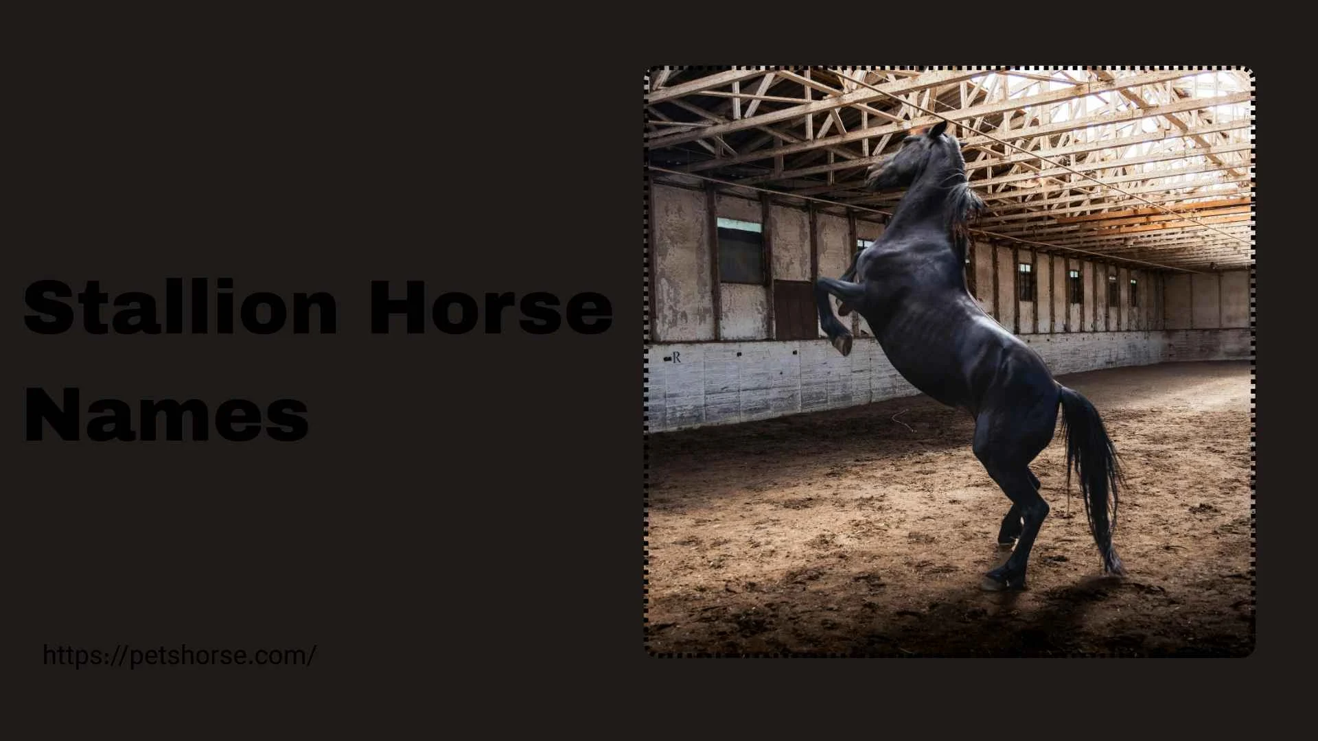 stallion horse names