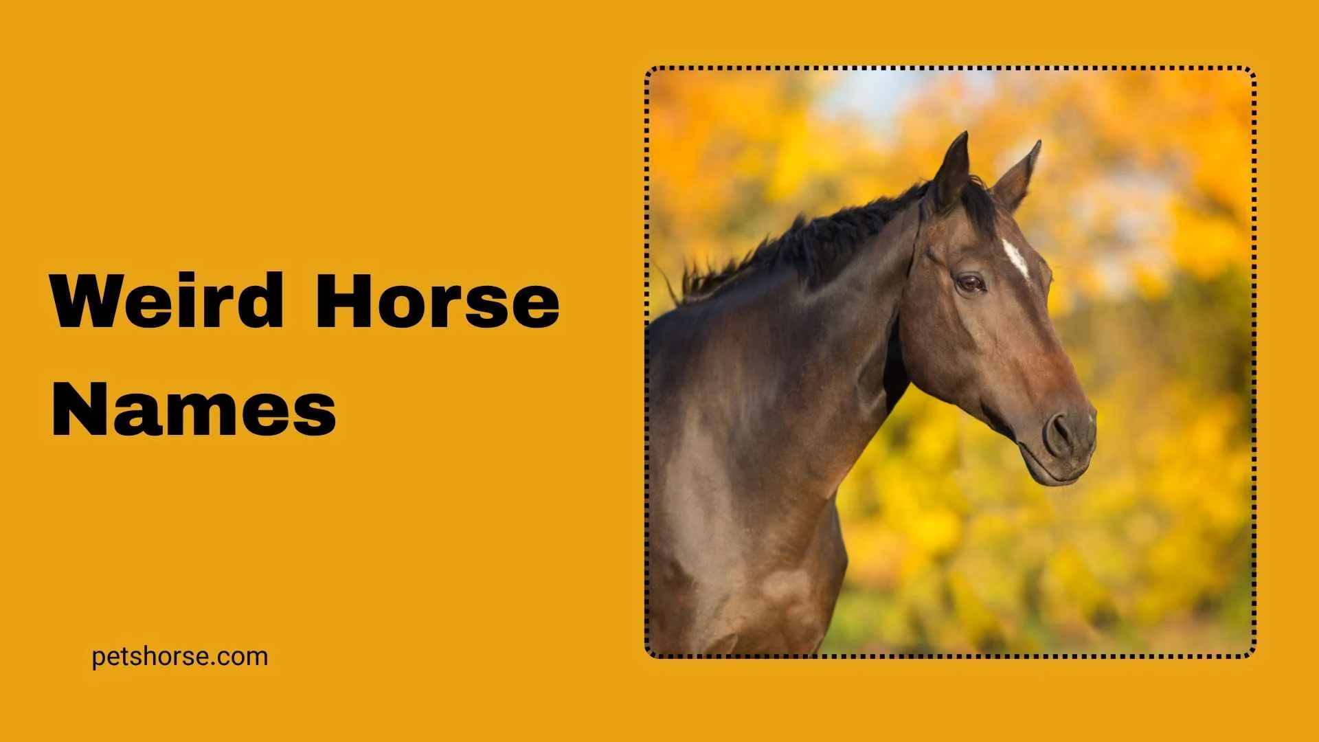 weird horse names