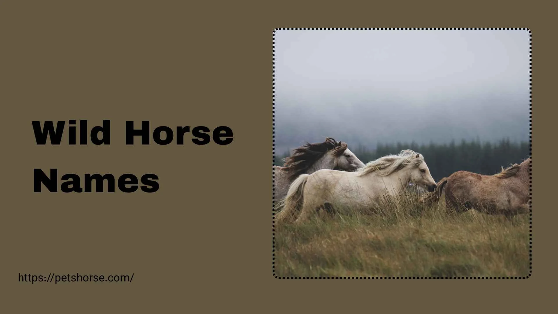 wild horse names