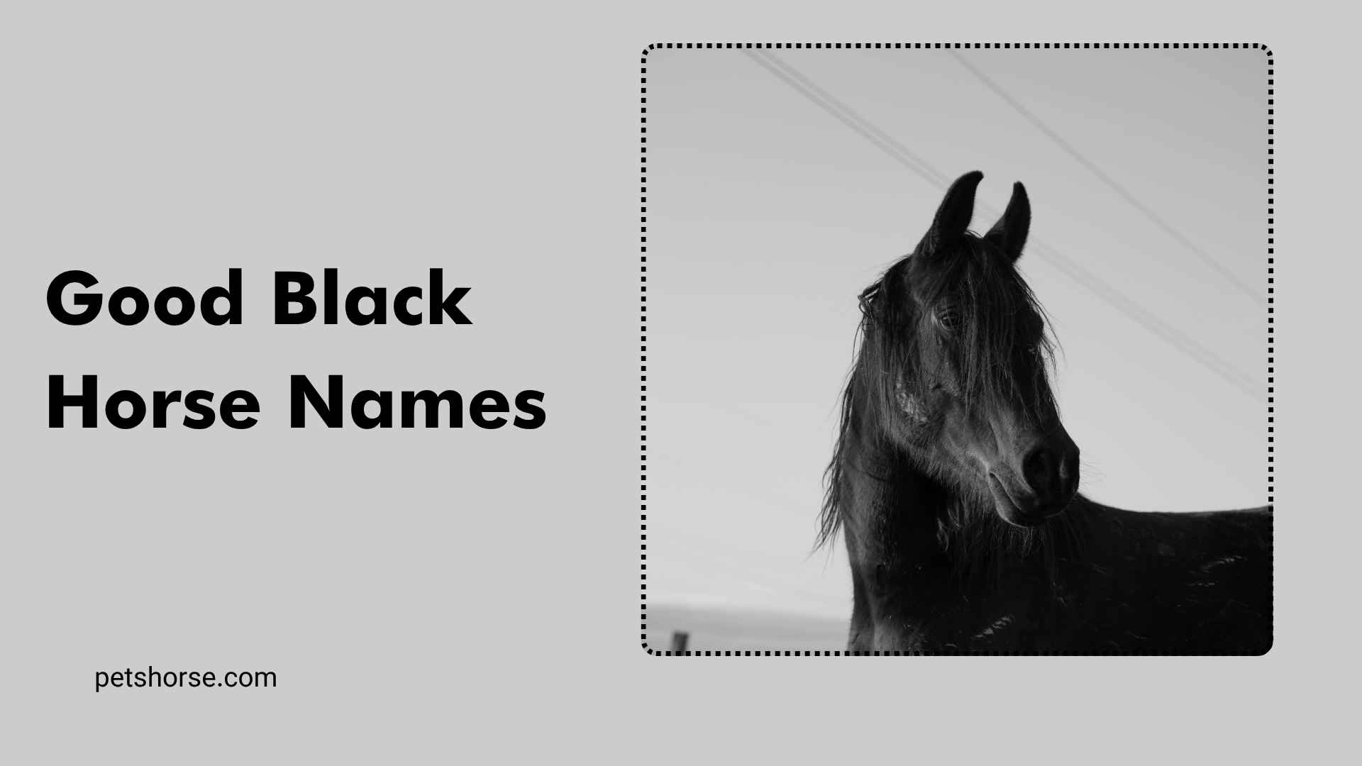 good black horse names