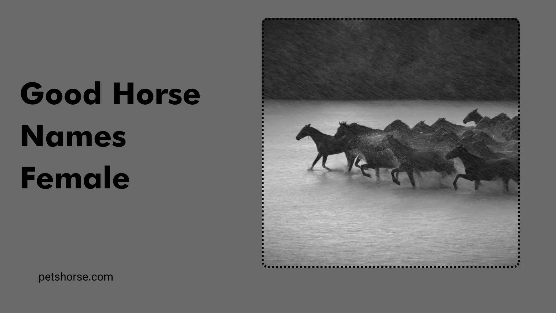 good horse names female