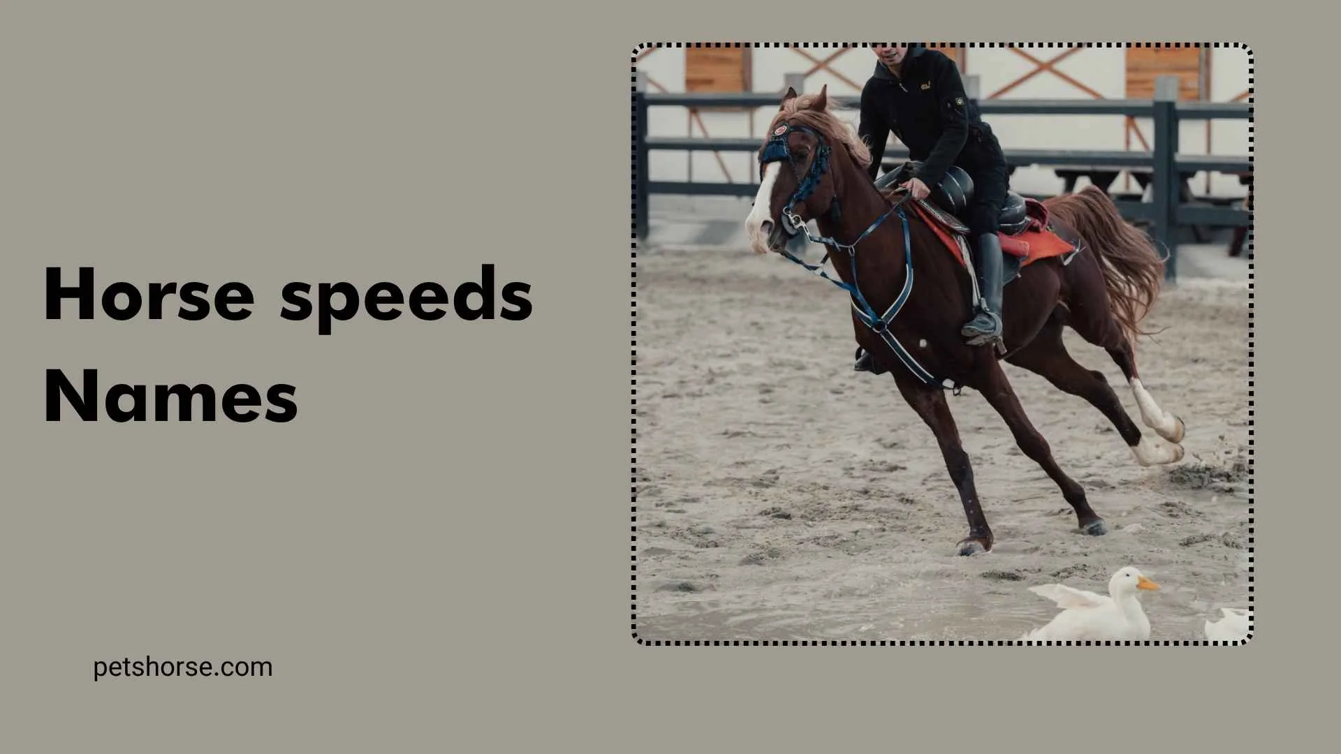 horse speeds names