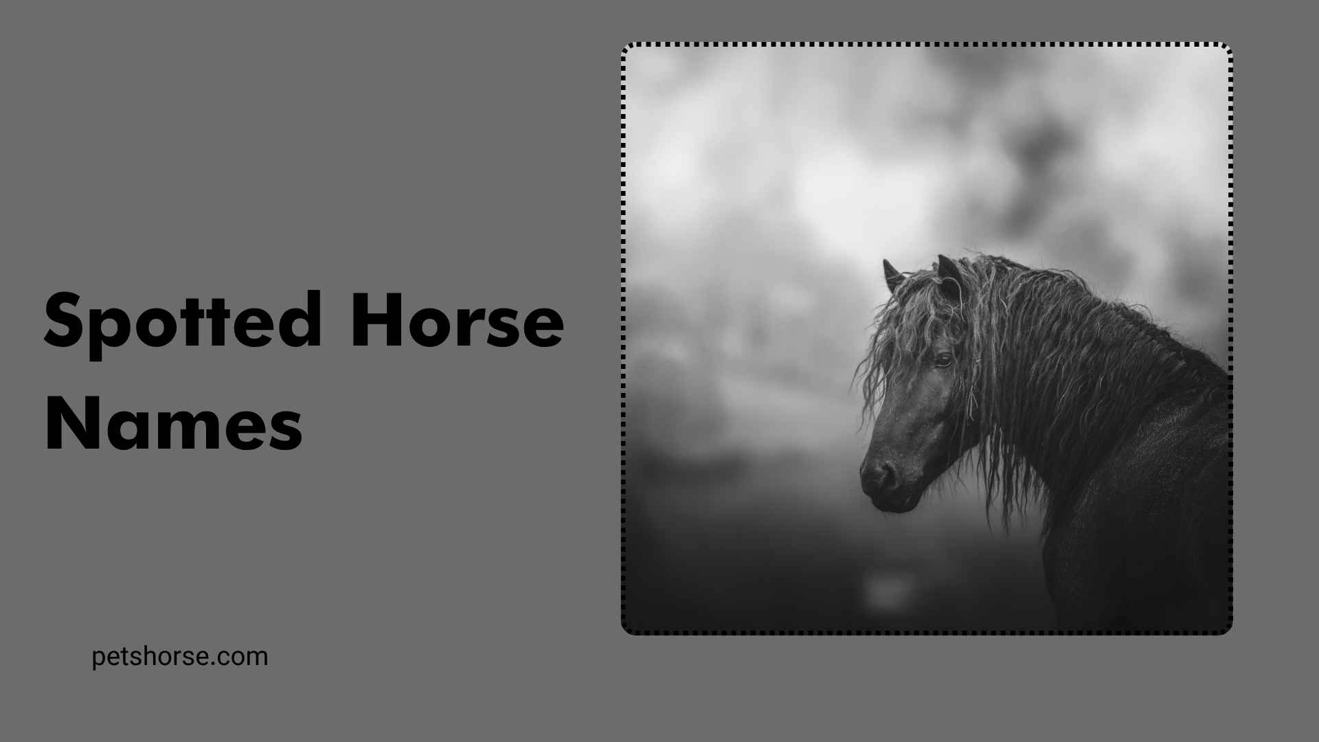 spotted horse names