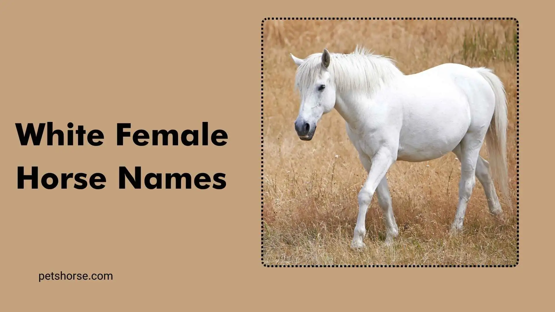 white female horse names