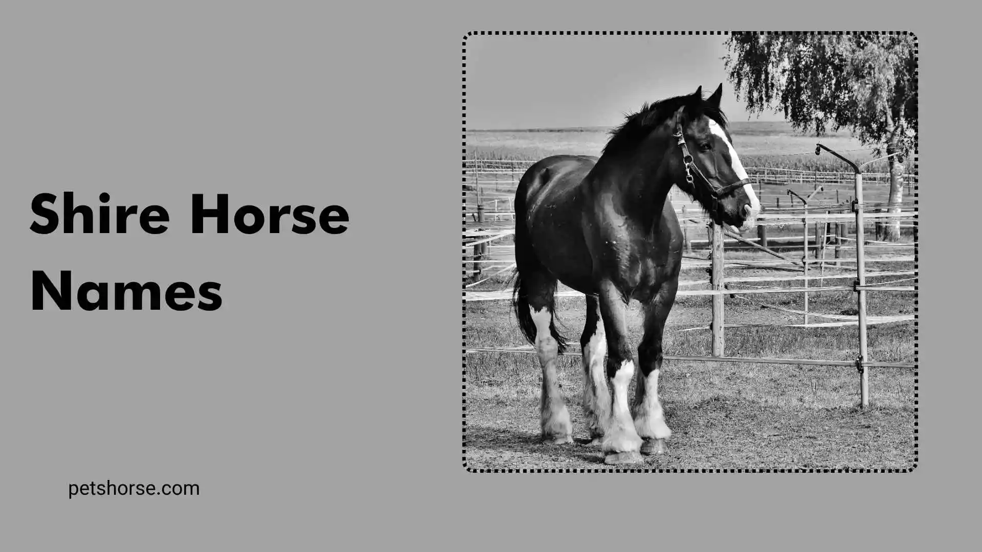 shire horse names